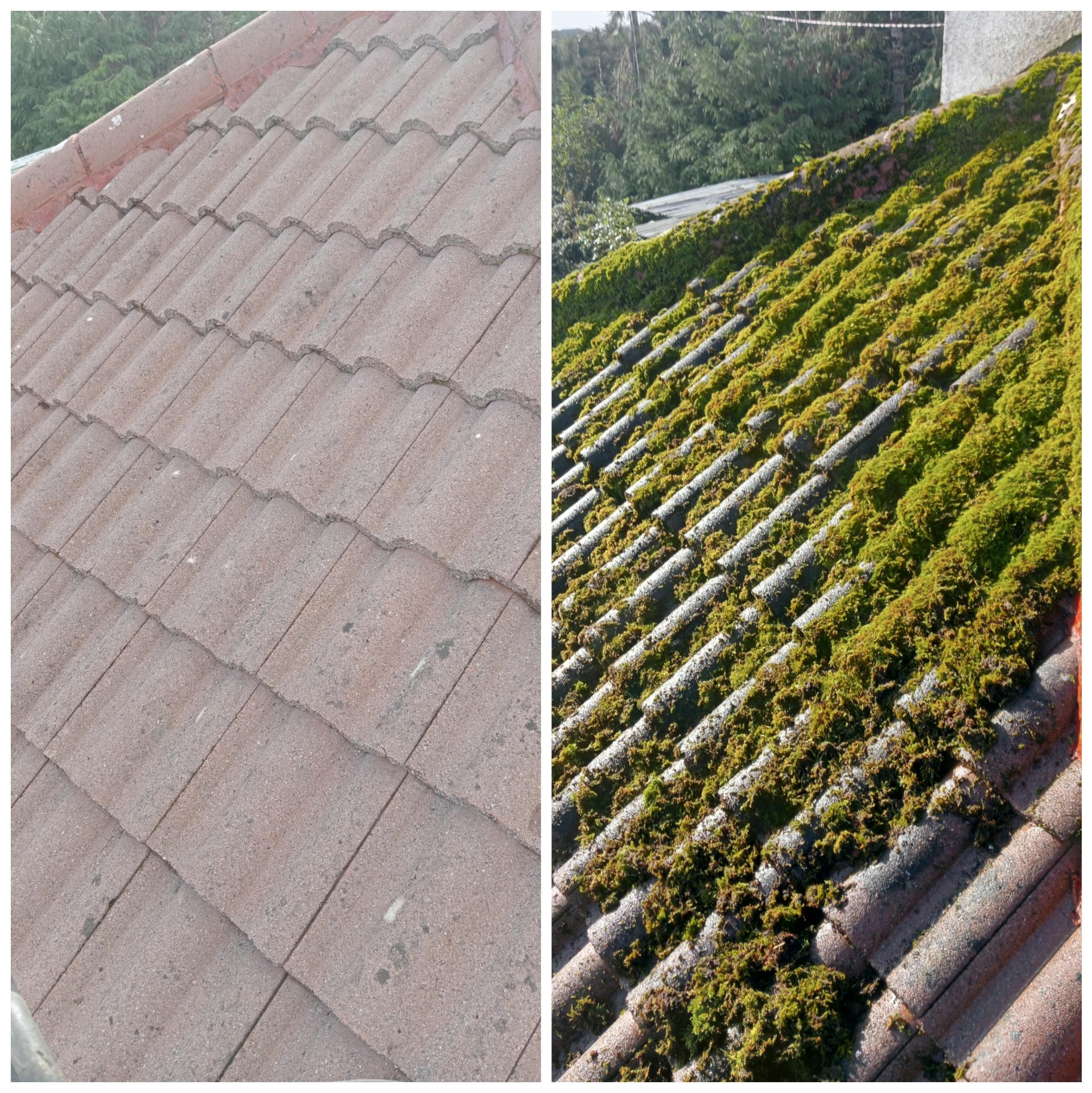 Roof cleaning   removing moss followed with a bioside removing lichen cleaning your roof over time 